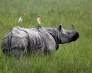 Six held on charge of trafficking in rhino horn_img