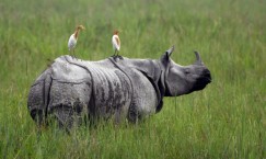 Six held on charge of trafficking in rhino horn