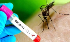 Dengue patients up in Kaski