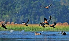 Bird census begins from Rapti