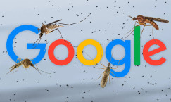 Why Google is Releasing 32 Million Special Mosquitoes
