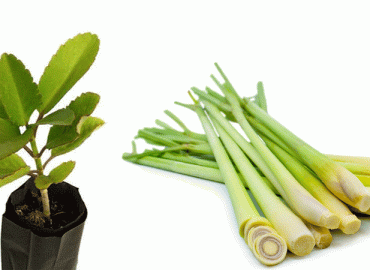 Free Distribution Of Medical Plants