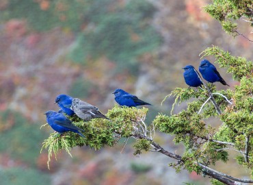 Bird counting started in Changunarayan forest