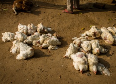 Bird flu detected in Bhaktapur