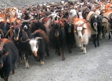 Closed Korala border point obstructs import of Himalayan Goats from Tibet