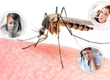Government’s attention drawn towards dengue control