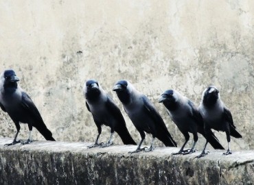 19th ‘Crow Gathering’ to be held at Ratna Park   