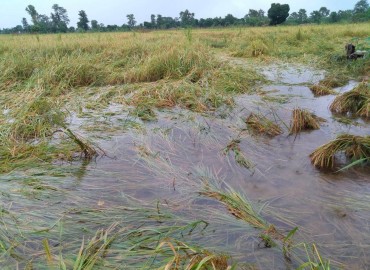 Excessive rainfall inflicts loss to farmers