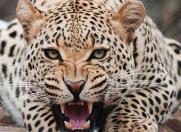 Leopard kills 11-year-old girl in Tanahun