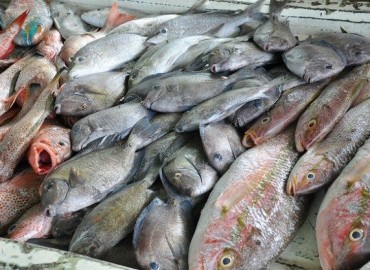 Illegally imported fish destroyed