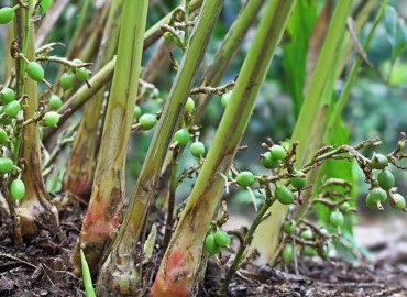 Farmers in Taplejung busy in harvesting cardamom 