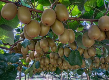 Wine Company to purchase Kiwi from farmers