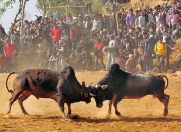 Bull fight to be organized in Dhading