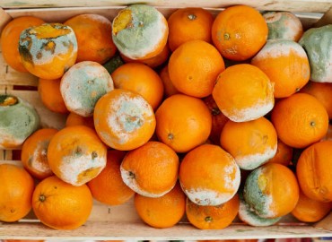 Orange stored up in cooling centre rot in Syangja