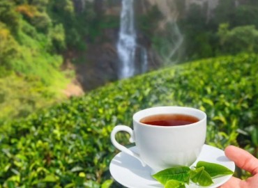 Tea worth Rs 38 million exported