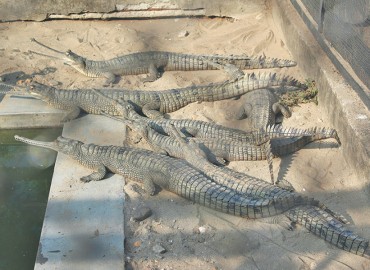 Crocodile Breeding Center releases 150 gharials into Rapti River
