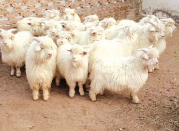 Samples of Himalayan goat wool being collected in Mustang for quality test