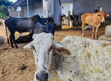 300 cattle vaccinated against LSD in Gorkha