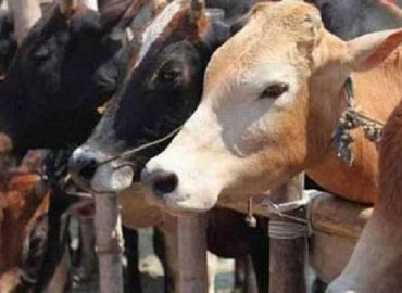 Lumpy skin disease goes out of control in Baitadi