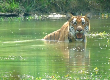 CNP rescues six tigers this year