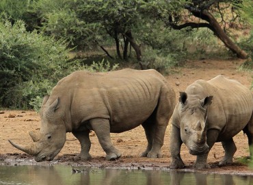 22 rhinos died in a year in Chitwan National Park
