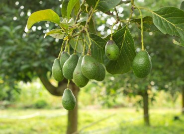 Anbukhaireni Rural Municipality opts for avocado farming