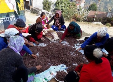 Price of cardamom increases threefold