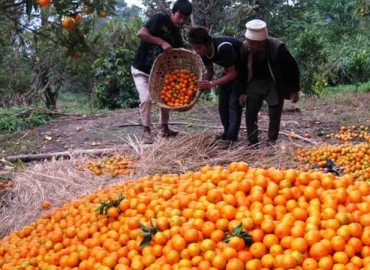 Orange festival kicks off at Ichchhakamana