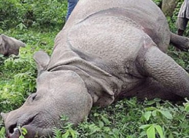 Tiger, rhino found dead in CNP
