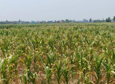 Drought drying up corn plants