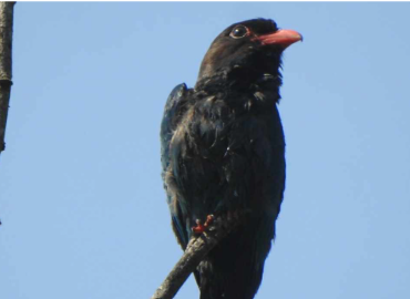New species of bird found in Ghodaghodi