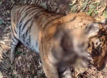Royal Bengal Tiger found dead