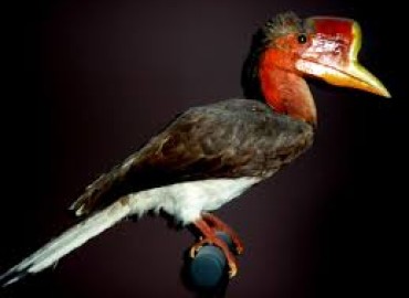 Critically endangered bird spotted in northern Myanmar