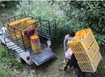 Farmers in Myagdi earn Rs 210 million by selling oranges