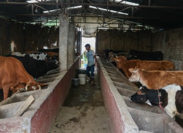 Dairy farmers demand overdue payment with DDC