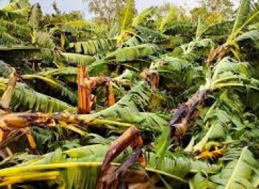 Strong wind cause damage to banana farming in 2,500 bighas land