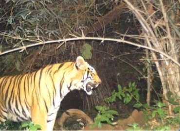 Three women injured in tiger attack in Dang