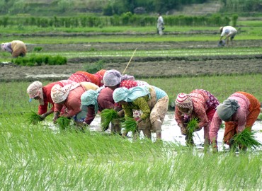 Country reports 38 percent rice plantation