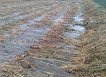 Cloudburst in Kanchanpur caused Rs 1.5 billion in loss: Administration