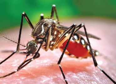 Japanese encephalitis in Banke, patient’s health condition normal