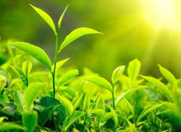 Tea worth Rs 1.71 billion exported in first quarter