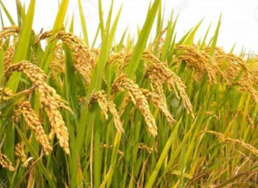 Support price of paddy fixed in Jhapa, FMTC to buy 50,000 quintals
