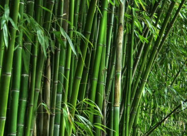 First National Bamboo Conference-2081 in February next year