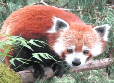 Red Panda sighted at Muna of Myagdi