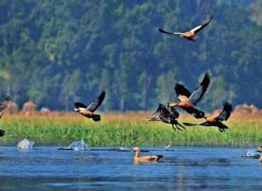 Bird census begins from Rapti