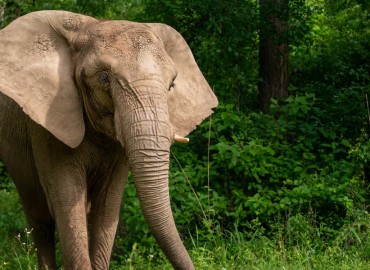 One trampled to death by wild elephant in Morang