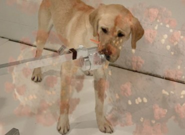 Variants combining delta and omicron identified; Dogs sniff out viruses with high accuracy