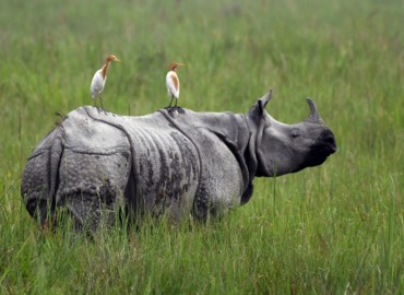 Rhino ravages harvest-ready paddy