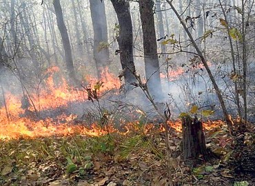 Fire in community forest continues for three days