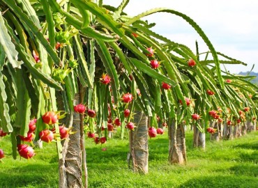 FEATURE NEWS: Youth of Sindhuli into commercial dragon fruit farming